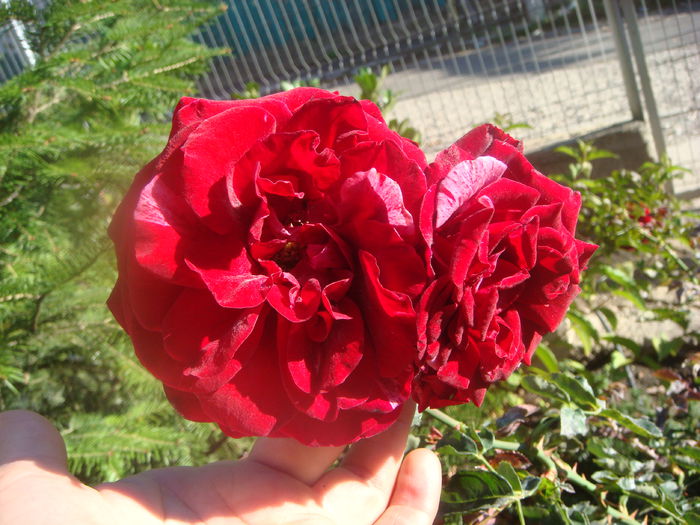 Deep Impression 2014-10-20 (2)