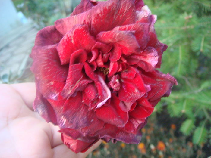 Deep Impression 2014-10-29 (2)