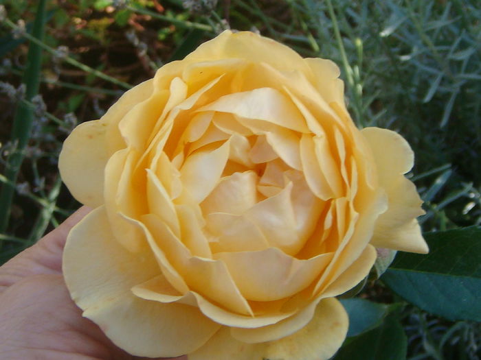 Julia Child 2014.10.20