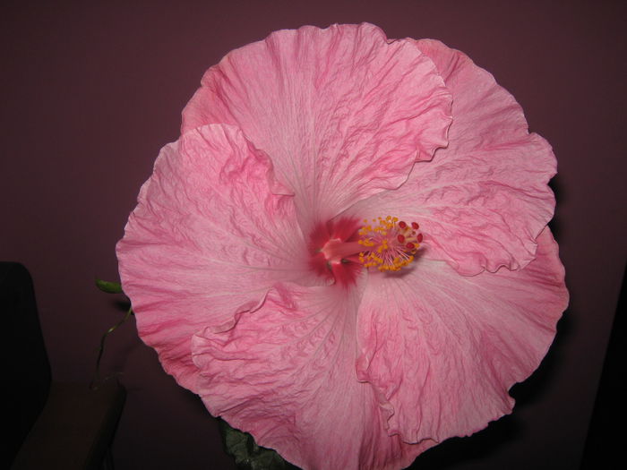 Picture My plants 2082 - HIBISCUS ALICE WOLFE