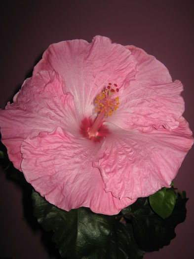 Picture My plants 2084 - HIBISCUS ALICE WOLFE