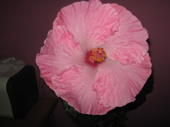 Picture My plants 2089 - HIBISCUS ALICE WOLFE