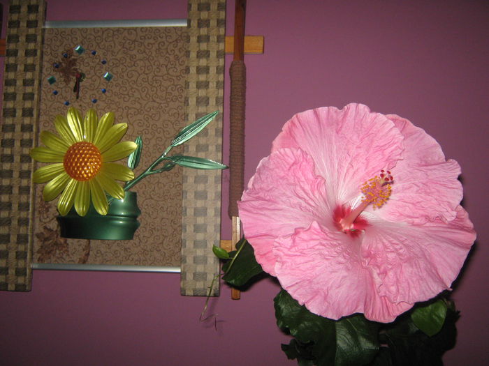 Picture My plants 2090 - HIBISCUS ALICE WOLFE