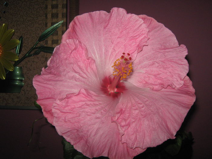 Picture My plants 2091 - HIBISCUS ALICE WOLFE