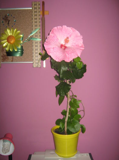 Picture My plants 2094 - HIBISCUS ALICE WOLFE