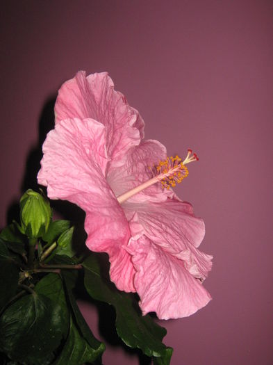 Picture My plants 2097 - HIBISCUS ALICE WOLFE