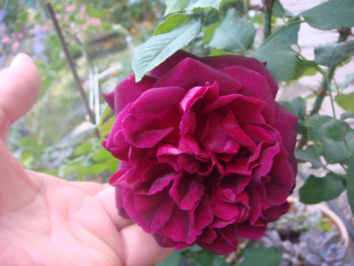 Munstead Wood 2014.10.09 (2)