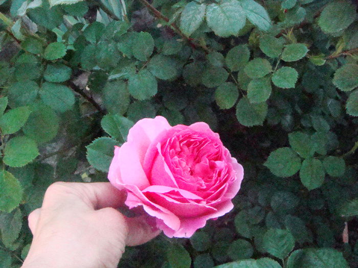 Pr Alex of Kent 2014-05-19 (2)