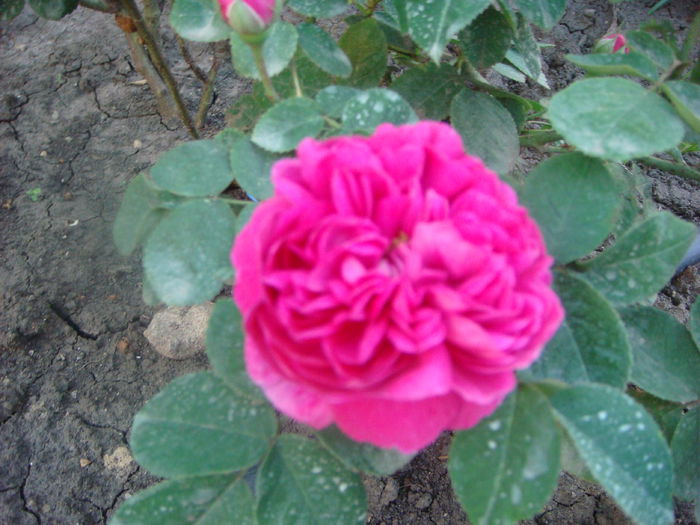 Rose de Rescht 22 mai-1