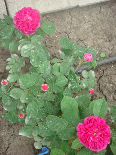 Rose de Rescht 2014.05.21 (3)