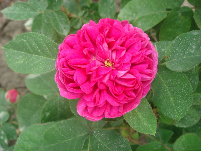 Rose de Rescht 2014.05.21 (5)