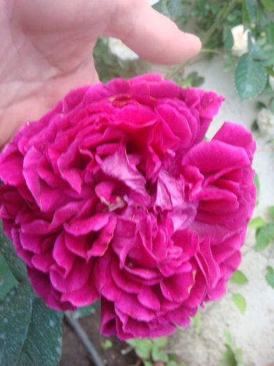 Rose de Rescht 2014.05.22 (4)