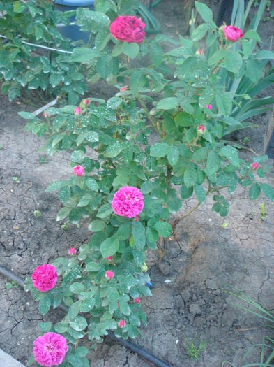 Rose de Rescht 2014.05.22