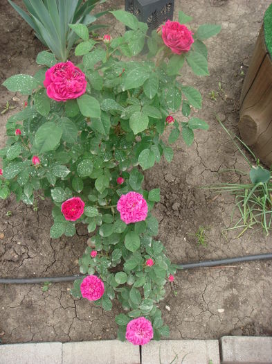 Rose de Rescht 2014.05.23 (8)