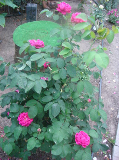 Rose de Rescht 2014.07.21