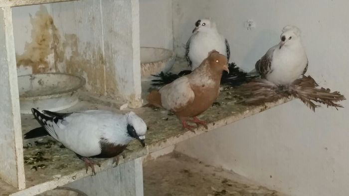 image - LIBYA2015JANUARY