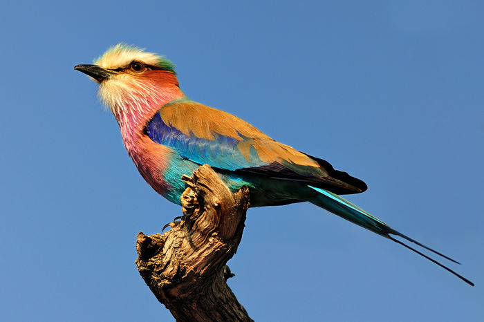 Coracias caudatus - frumuseti cu aripi