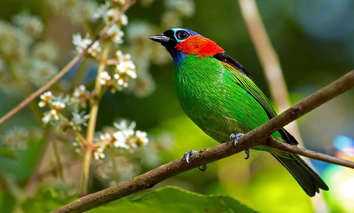 Tangara cyanocephala - frumuseti cu aripi