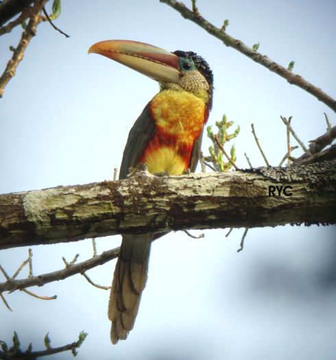 Pteroglossus beauharnaesii - frumuseti cu aripi