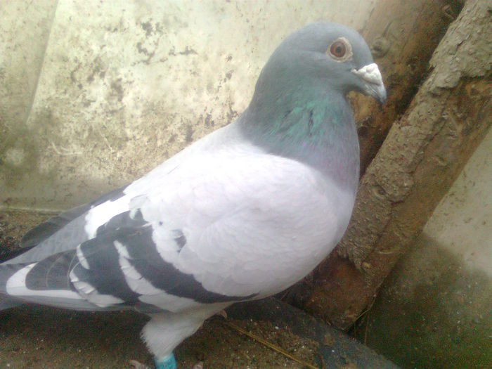 Image0381