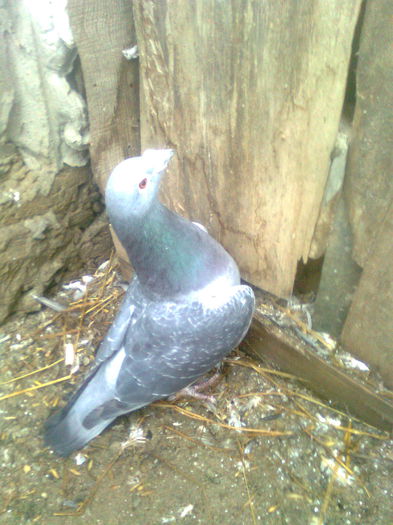 Image0387