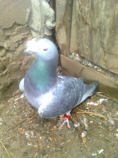 Image0388