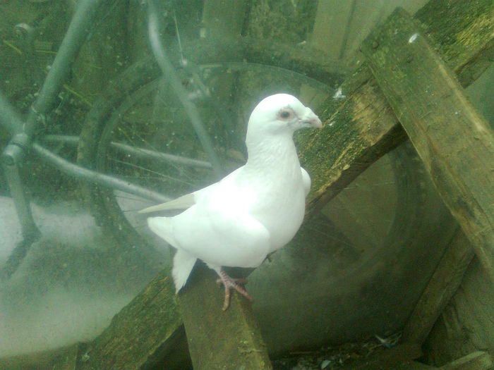 Image0393