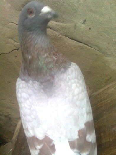 Image0417 - porumbei mei
