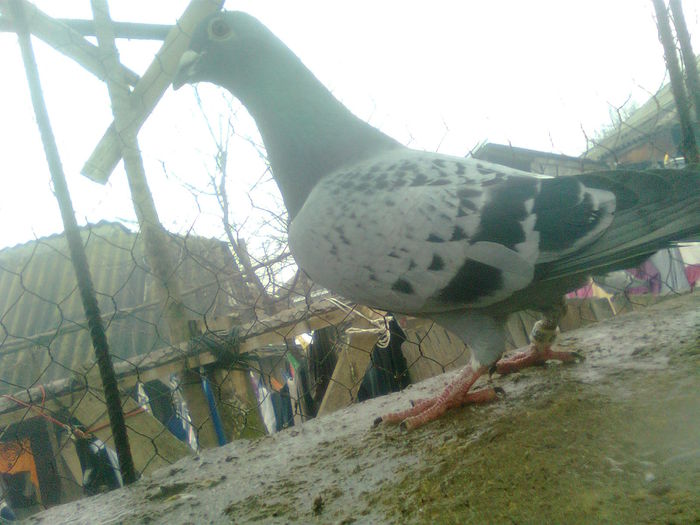 Image0423 - porumbei mei