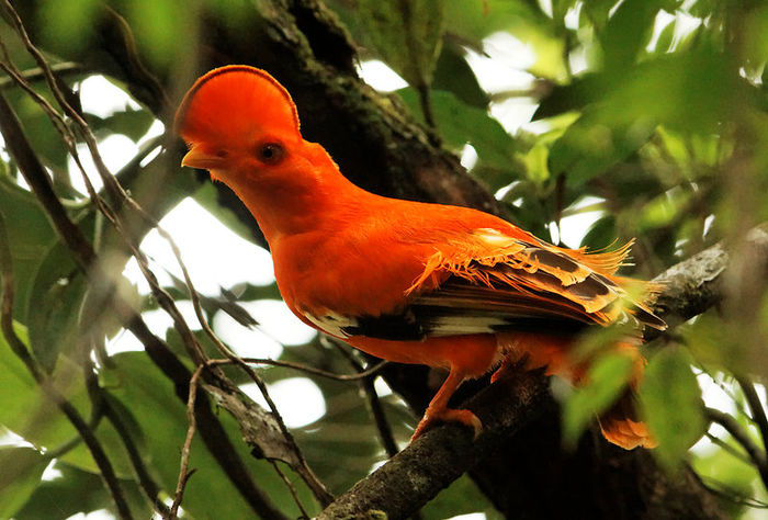 Rupicola rupicola - frumuseti cu aripi
