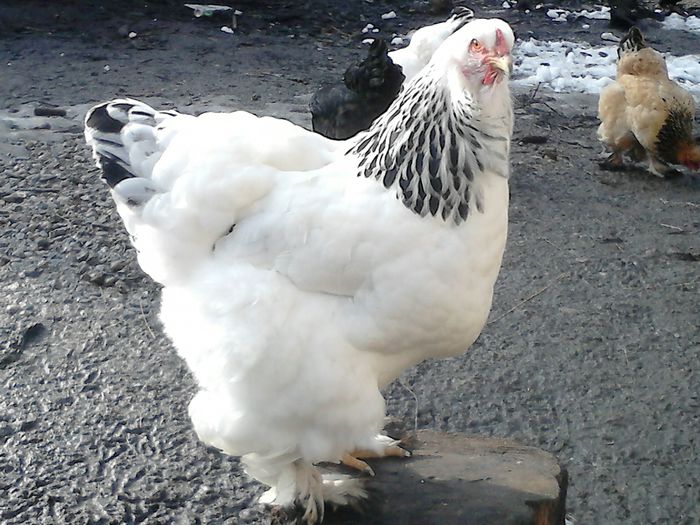 DSC_0423 - BRAHMA 2015