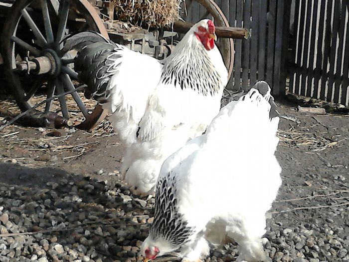 DSC_0435 - BRAHMA 2015