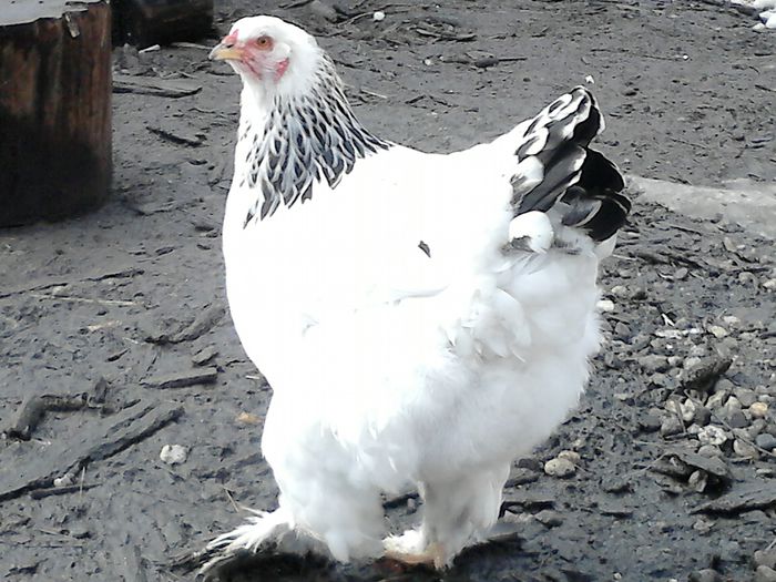 DSC_0436 - BRAHMA 2015