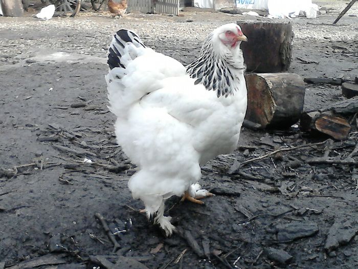 DSC_0441 - BRAHMA 2015