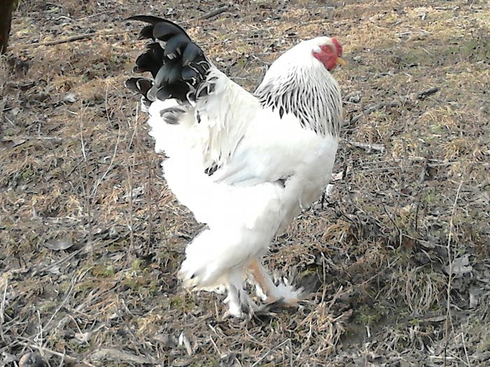 DSC_0442 - BRAHMA 2015