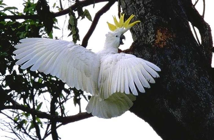 Cacatua galerita - frumuseti cu aripi