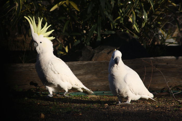 Cacatua galerita - frumuseti cu aripi