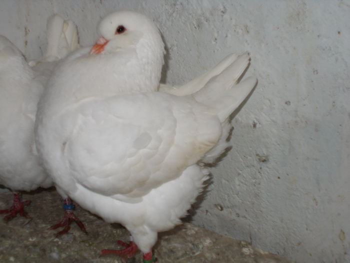 F 2009 HUNG - Z porumbei vanduti Z