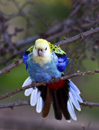Platycercus adscitus - frumuseti cu aripi