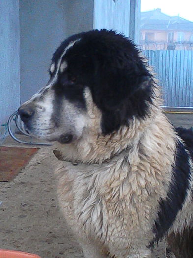 IMG_20150122_161323; Dona 8 luni jum
