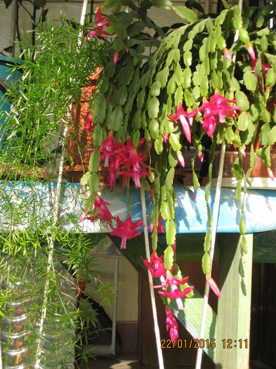 Schlumbergera buckeyi