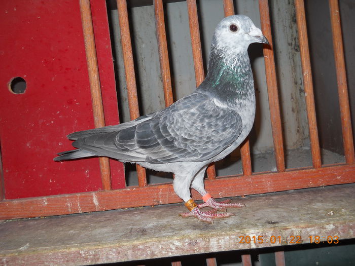 Surelu Jr.; Fiica din: -Suru 166(Palmares Maraton) -Guta 027(AS Maraton, AS Fond)
