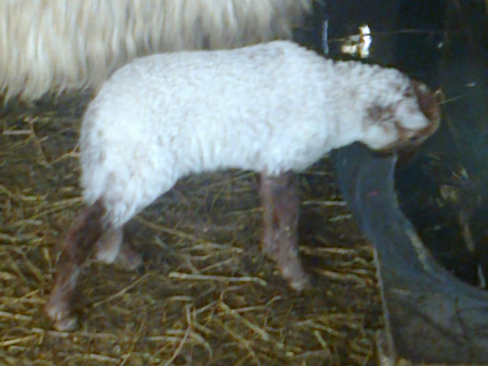 Fotografie0323; miel ratca
