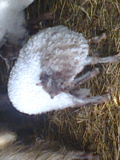 Fotografie0325; miel ratca
