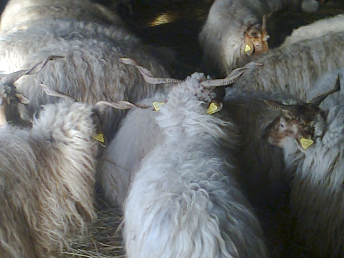 Fotografie0326; oi ratca fatate
