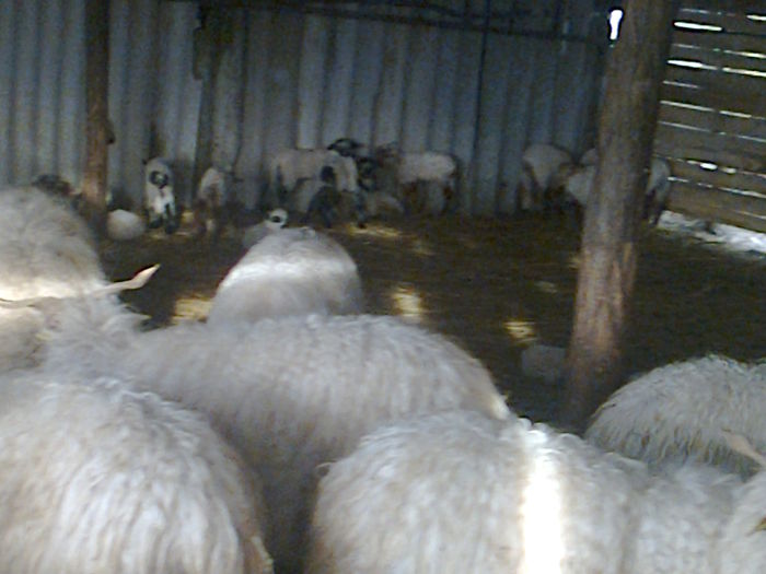 Fotografie0331; oi ratca fatate
