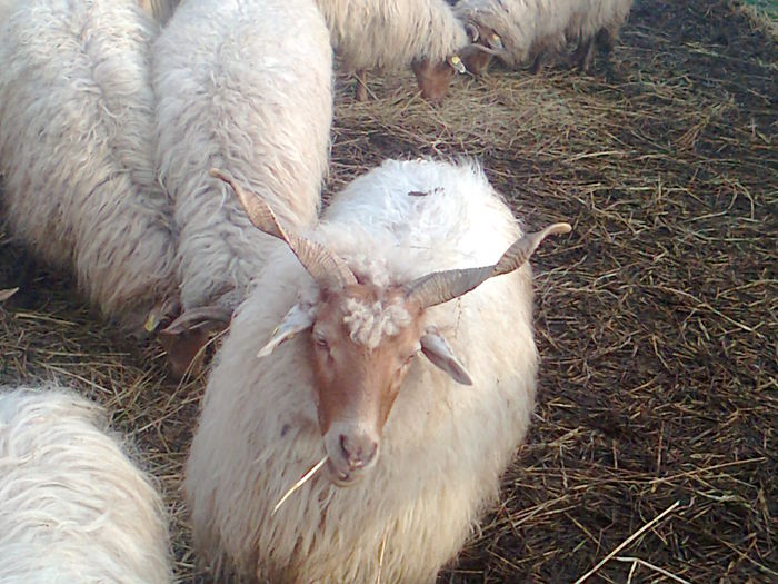 Fotografie0335; oi ratca
