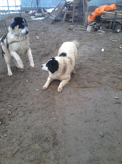IMG_20150122_160142 - ciobanesc de bucovina