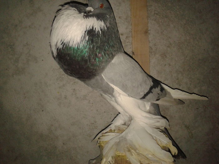 masc.2014 - Gusati de pomerania 2016