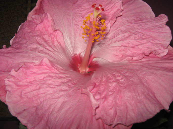 Picture My plants 2093 - HIBISCUS ALICE WOLFE